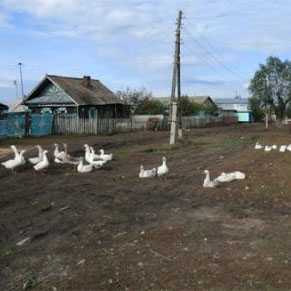 Geese roam about on a typical farm in the Samara region in Russia.