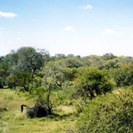This image is a south view from the Skukuza FLUXNET tower in South Africa's Kruger National Park. 