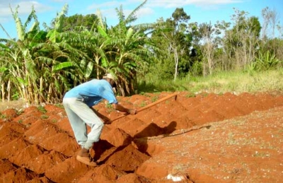 A famer in southern St. Elizabeth, Jamaica prepares his field for planting his next crop of potatoes