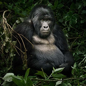 A mountain gorilla nestles within dense vegetation in the Mgahinga Gorilla National Park in Uganda. 