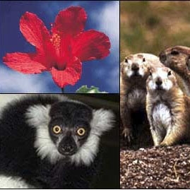 Prairie dogs, lemurs, and mandrinette hibiscus plants are just a few of the species affected by human activity.