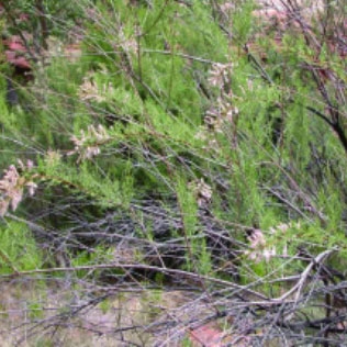Invasive tamarisk trees like this one continue to gain footholds in the West, changing habitats and pushing out native species. 