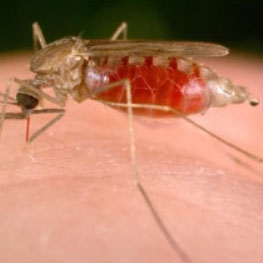  he Anopnhesles mosquito is a vector for malaria, which kills more than a million people each year in over 100 countries and territories. 