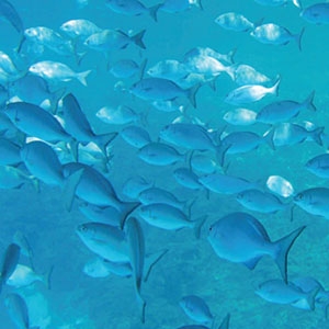 Photograph of a school of chub at the Kure Atoll State Wildlife Refuge