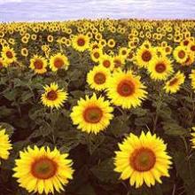 Sunflowers in Fargo, North Dakota