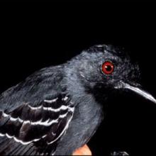 Birds and other animals are often specially adapted to living in the cool, dark habitat below the thick rainforest canopy. 