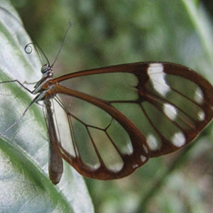 The glasswing butterfly feeds on the nectar of flowers that grow in Nicaragua’s rainforests. Deforestation destroys habitat critical to the glasswing and many other insect and animal species.