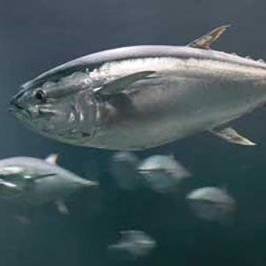 Pacific bluefin tuna are prodigious swimmers, able to cross the Pacific Ocean in less than a month.
