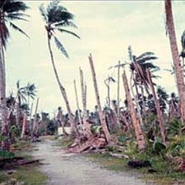 Damage from a category 5 typhoon completely wiped out a coconut and breadfruit plantation in the Caroline Islands, located east of the Philippines in the Pacific Ocean.