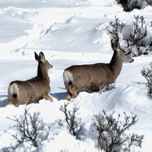 A mule deer doe and her fawn trudge through deep snow in Idaho.