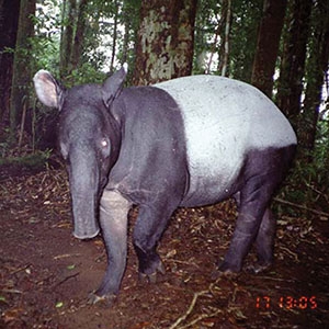 Malayan tapirs are primarily nocturnal, so camera traps usually catch them at night. 
