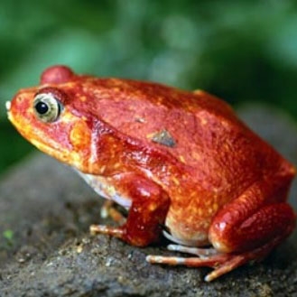 Deforestation in the Amazon rainforest threatens many species of tree frogs, which are extremely sensitive to environmental changes.