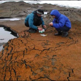 Scientists study a luxuriant microbial mat on the Markham Ice Shelf, one of the last remaining ice ecosystems on the northern coast of Ellesmere Island. 