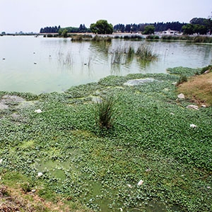 Algae clogs a lagoon in Toluca Valley, Mexico. Factories and homes that deplete the valley’s aquifers dump their wastewater here. (Courtesy P. Castellazzi)