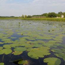 In wetlands, water saturates the soil to form a shallow, aquatic ecosystem.