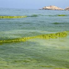 Winter algae blooms in the Arabian Sea