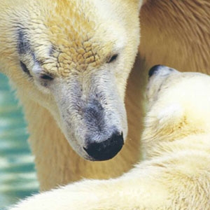 Arctic sea ice provides critical habitat for polar bears