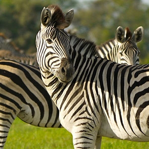 Zebra stripes come in different patterns, unique to each individual. They are social animals that live in harems. Here two stand in the Okavango Delta, Botswana.