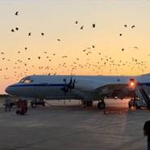 Square image of airplane on ground with birds flying around it.