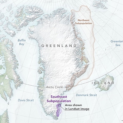 Map of Greenland showing location of new polar bear population