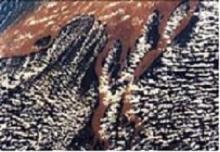 The image above shows the mouth of the Amazon River.