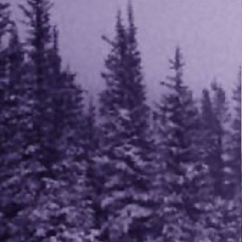 The image above shows a snow covered forest