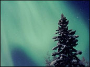 The image above shows the northern lights (Aurora Borealis) as seen during long winter nights of the high latitude boreal forests.