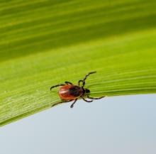 Deer tick (species name Ixodes scapularis) is shown on a green leaf. Deer ticks carry the bacteria that causes Lyme disease.