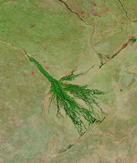 Okavango Delta, Botswana on 10 August 2020 (MODIS/Aqua) - Feature Grid