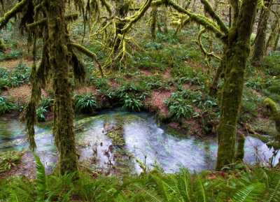 Photograph of a lush, green rainforest in the Pacific Northwest