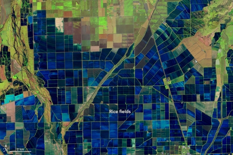This false-color Landsat 8 Operational Land Imager (OLI) image acquired on December 26, 2018, highlights the patchwork of flooded rice fields along the Sacramento and Feather Rivers in California, USA. Inundated fields are shown in dark blue; vegetation is bright green. A series of raised levees form the grid pattern between the fields. This image was acquired using a combination of shortwave infrared, near infrared, and visible light (bands 6-5-4). Image: NASA Earth Observatory.
