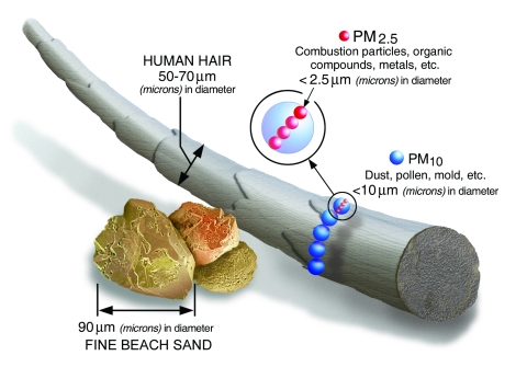 Image of a human hair with aerosols in PM10 and PM2.5 beside it for comparison.