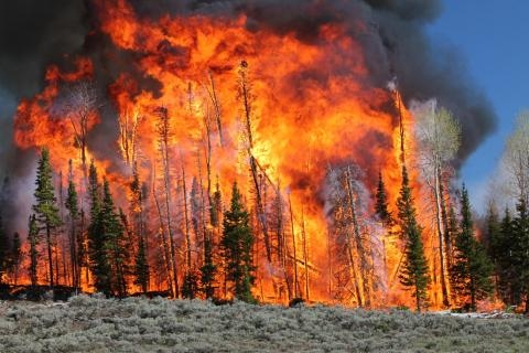 Burning stand of trees.