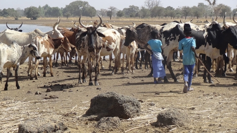 This image shows two children herding a group of cattle across a dry field in the Sahel belt of Africa. In the upper left of the image is a pond of water and across the top are sporadic trees bordering the field.
