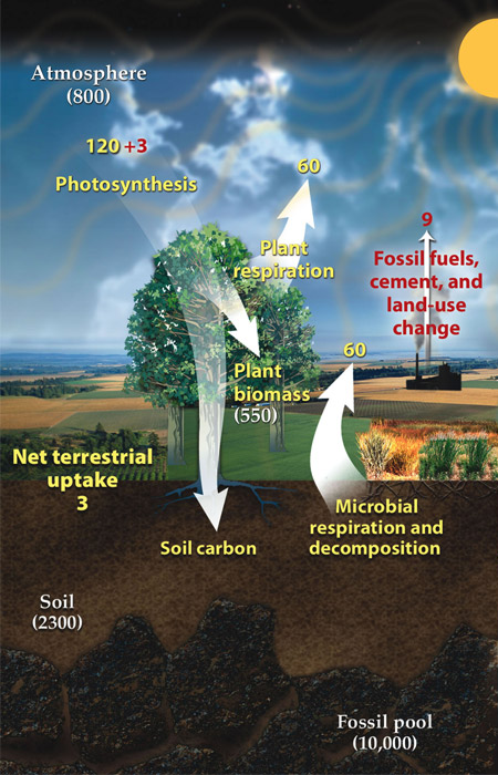 Image showing sources and sinks in the carbon cycle
