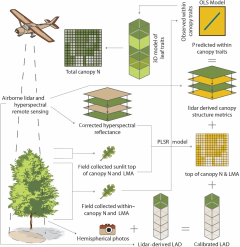 This workflow diagram shows the methodology Dahlin and her colleagues used to conduct within-canopy trait modeling. 