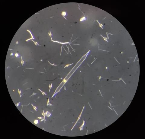 This circular microscopic image shows samples of various plankton. The plankton range in size and are generally narrow and stick-shaped or have a round or more complex shape. The color of the plankton appears translucent. The background of the image is black.