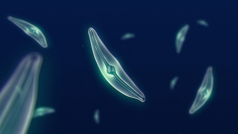 This image shows diatoms floating in water. A single, oblong, and translucent diatom appears in the center of the image with more diatoms floating in the background.