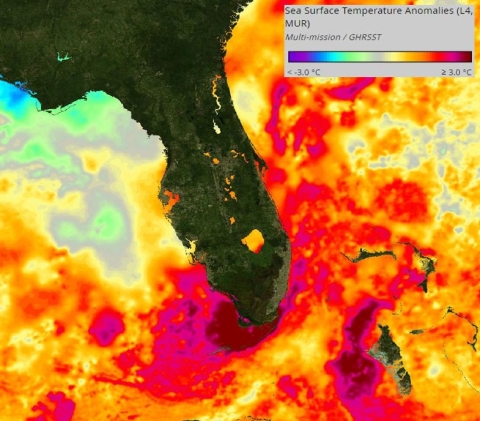 This image from PO.DAAC’s State of the Ocean shows a visualization of sea surface temperature anomaly data for the waters around Florida on July 16, 2023. This data does not show surface temperature, but rather the difference between the current sea surface temperature and the long-term average. The gray, yellow, and green colors indicate little to no difference while the purple (cooler) and red (warmer) show greater differences. 