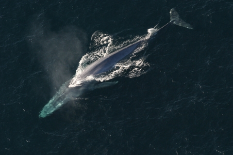 Aerial photo of a blue whale.