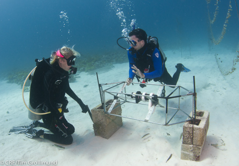 Underwater image of Dr. Barnes and a colleague, both in wetsuits and using SCUBA gear, installing a frame on a sandy shallow-water sea bed.