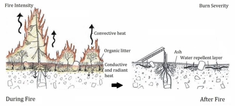 Illustration showing fire intensity versus burn severity (Source: U.S. Forest Service).