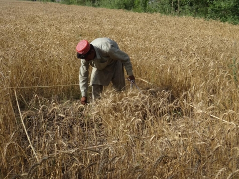 Image shows individual measuring wheat in a field in Punjab, Pakistan.