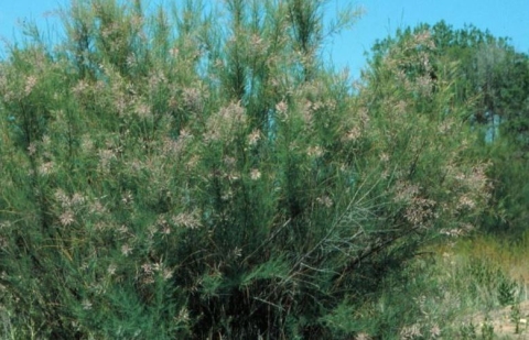 Photo of shrub-like tamarisk tree, which is green with light pink flowers.