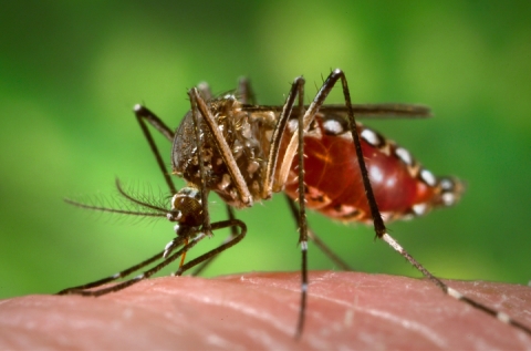 Aedes aegypti mosquitoes carry several tropical diseases, including chikungunya, dengue, Zika, and yellow fever. They are recognized by white markings on their legs. (Image courtesy of CDC/James Gathany.) From: https://earthobservatory.nasa.gov/features/disease-vector