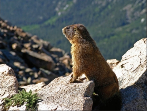 Colorado marmot