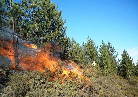 A prescribed fire is applied to a Pinus nigra stand in Portugal. (Courtesy P. Fernandes)