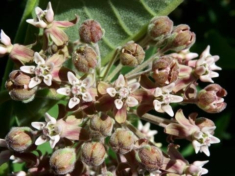 Image of common milkweed (Asclepias syriaca). Evidence suggests its populations are declining due to climate change impacts on its pollinators.