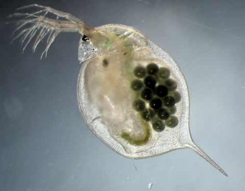 Photograph of a water flea
