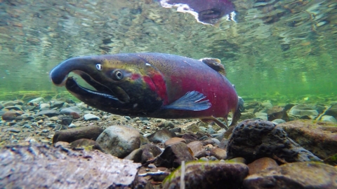 Photograph of a Coho salmon